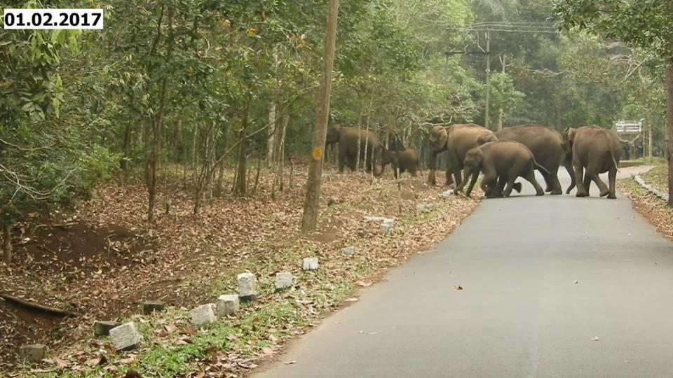 Green Leaf Home Stay Thekkady Extérieur photo