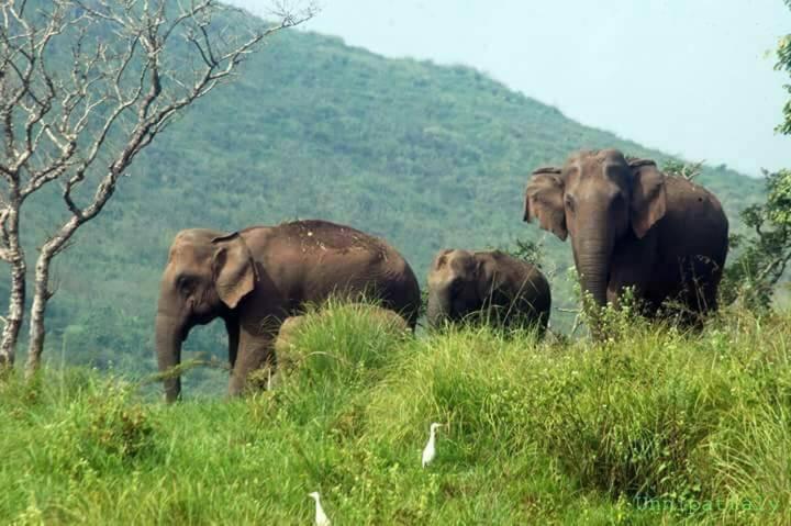 Green Leaf Home Stay Thekkady Extérieur photo